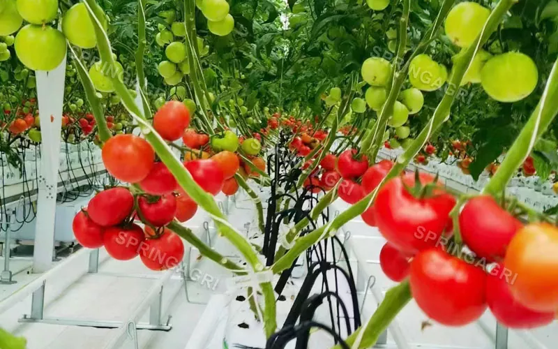 Multispan plastični rastlinjak za paradižnik